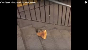 pizza-rat.jpg