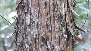 plants sundarban.jpg