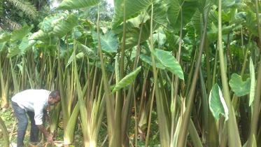 popularity of taro.jpg