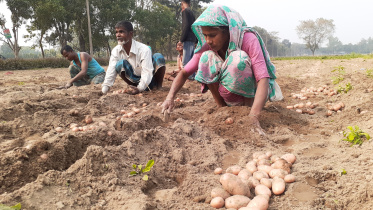 Potato harvesting well.jpg