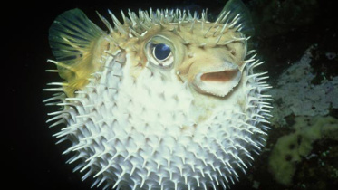 Pufferfish.jpg-web.jpg