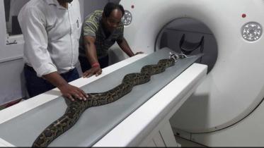 8-foot Burmese python
