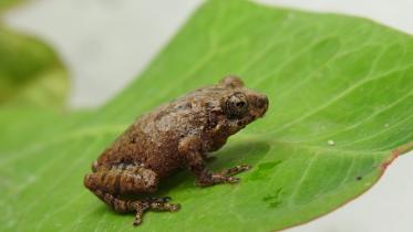 Raorchestes rezakhani-2.JPG