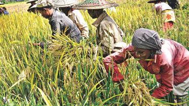 Record aman yield.jpg