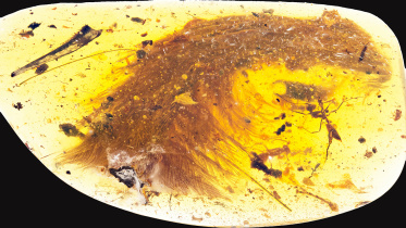 A chunk of amber - fossilized resin