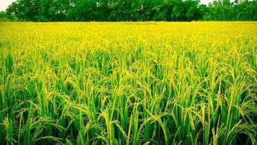 rice procurement policy.jpg