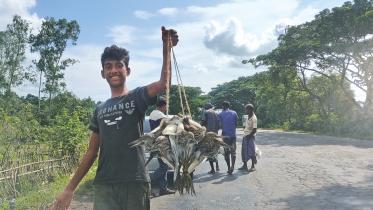 Sale of wild birds.jpg