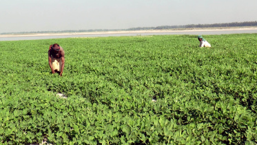 Sandy char greenery.jpg
