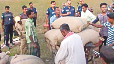 santals paddy 1.jpg
