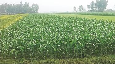 Sariakandi upazila.jpg