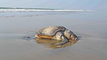 sea turtile in danger.jpg