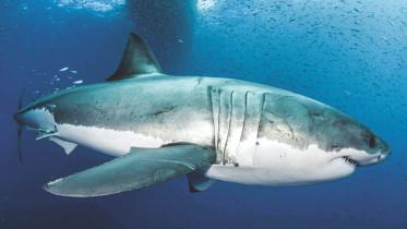 shark.jpg