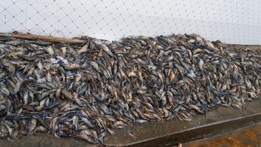 Shrimp.jpg