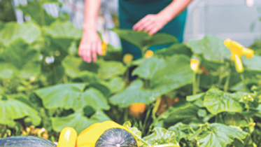 Small and medium farms.jpg