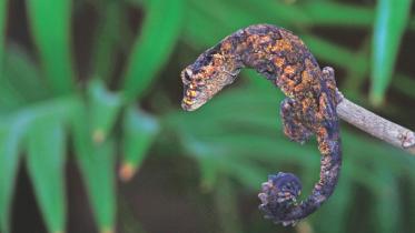 smooth parachute gecko.jpg