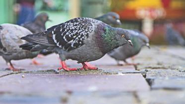 SOMEONE FEEDS THE PIGEONS