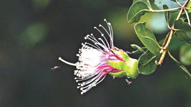 Sonneratia caseolaris.jpg