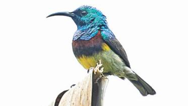 Souimanga sunbird.jpg