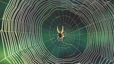 spider.jpg