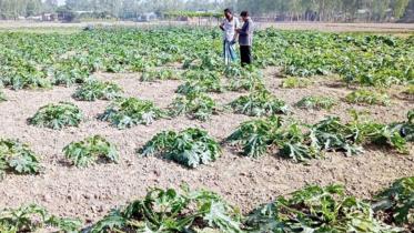 squash_farming_gaibandha.jpg