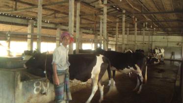 Sreepur dairy farm.jpg