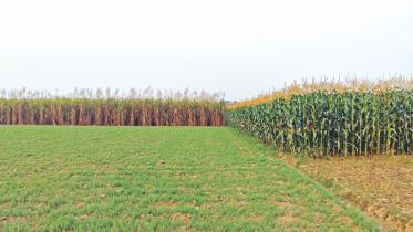 Sugarcane acreage fall.jpg