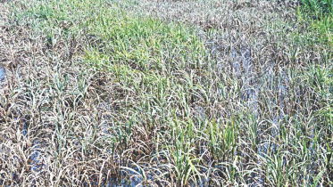 Sugarcane production.jpg