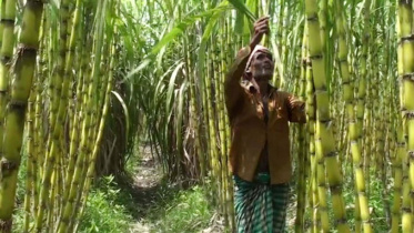 sugercane.jpg