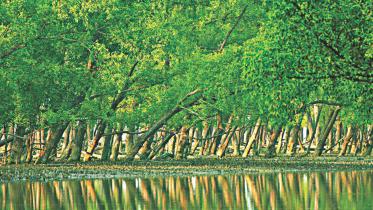 sundarban_0.jpg