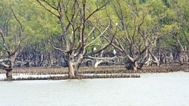 sundarban.jpg