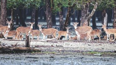 sundarban_wildlife.jpg
