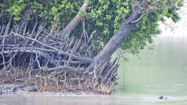 Sundarbans-web.jpg