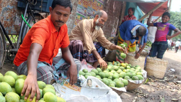 supply mangoes.jpg