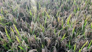 Sylhet Photo Paddy Blast 