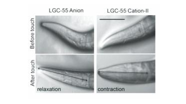 Synaptic Engineering