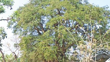 tamaraind tree.jpg