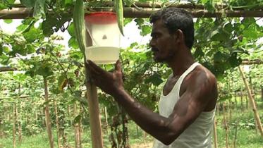 Tangail organic farming.jpg