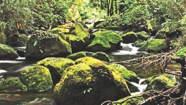 Te Urewara National Park
