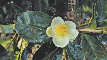 tea flower.jpg