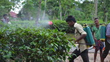 tea worker cloths.jpg