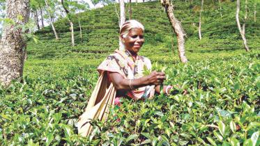 Tea workers Day 2018