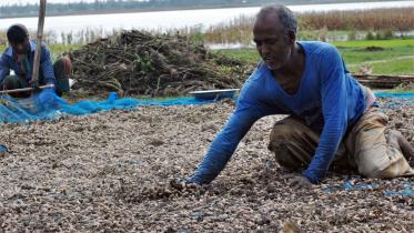 Teesta-floods-peanut-fields-rangpur.jpg