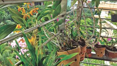 Teresa – tale of an orchid lover