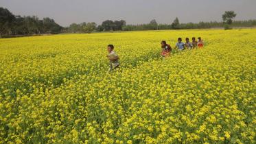 Thakugaon-Bumper-mustard-yi.jpg