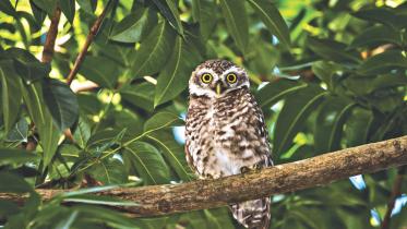 The Spotted Owlet