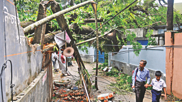 This rain tree.jpg