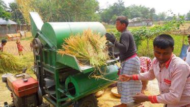 Threshers get popular.jpg