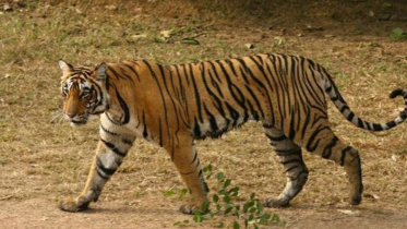 tiger-1-web.jpg