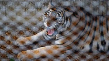 Tiger-1-web.jpg