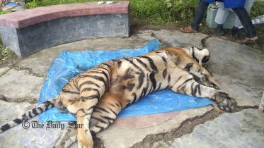 Sundarbans Bengal tigress death